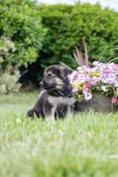 Ranger, a male German Shepherd Dog for sale in Glen Burnie, MD – 4 of 5