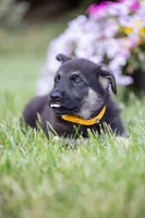 Sable, a male German Shepherd Dog for sale in Glen Burnie, MD – 6 of 8