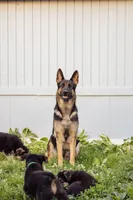 Zeus, a male German Shepherd Dog for sale in Glen Burnie, MD – 6 of 7