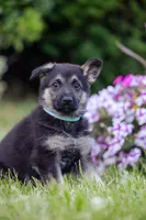Roxy, a male German Shepherd Dog for sale in Glen Burnie, MD – 8 of 8