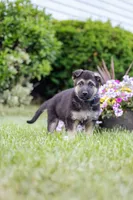 Duke, a male German Shepherd Dog for sale in Glen Burnie, MD – 6 of 7