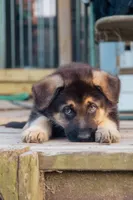 Sarge, a male German Shepherd Dog for sale in Glen Burnie, MD – 2 of 8