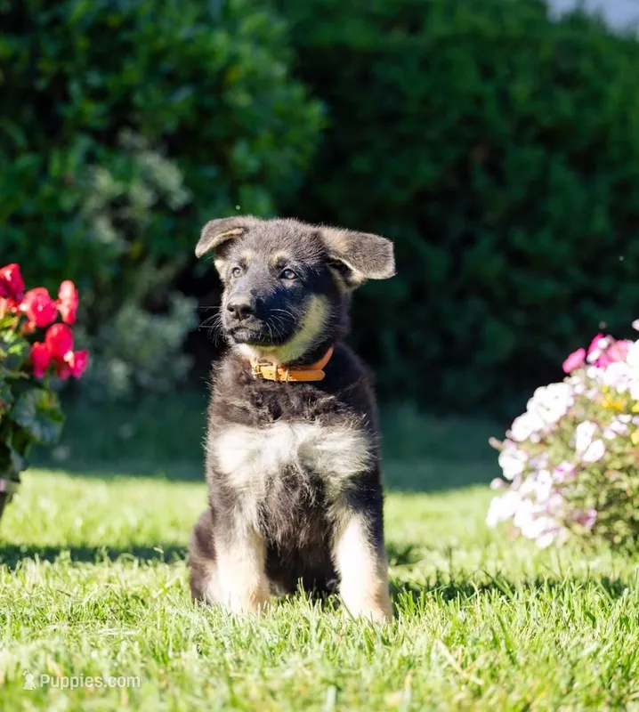 Amber – German Shepherd Dog puppy for sale in Glen Burnie, MD