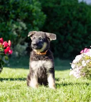 Amber, a female German Shepherd Dog for sale in Glen Burnie, MD – 1 of 9