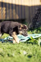 Roxy, a male German Shepherd Dog for sale in Glen Burnie, MD – 7 of 8