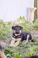 Conan, a male German Shepherd Dog for sale in Glen Burnie, MD – 2 of 7