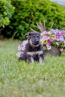 Apollo, a male German Shepherd Dog for sale in Glen Burnie, MD – 10 of 10