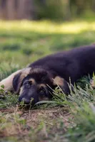 Sarge, a male German Shepherd Dog for sale in Glen Burnie, MD – 6 of 8