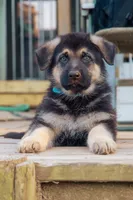 Sarge, a male German Shepherd Dog for sale in Glen Burnie, MD – 7 of 8