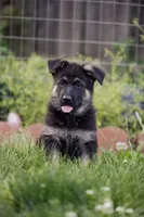 Zeus, a male German Shepherd Dog for sale in Glen Burnie, MD – 5 of 7