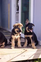 Apollo, a male German Shepherd Dog for sale in Glen Burnie, MD – 9 of 10