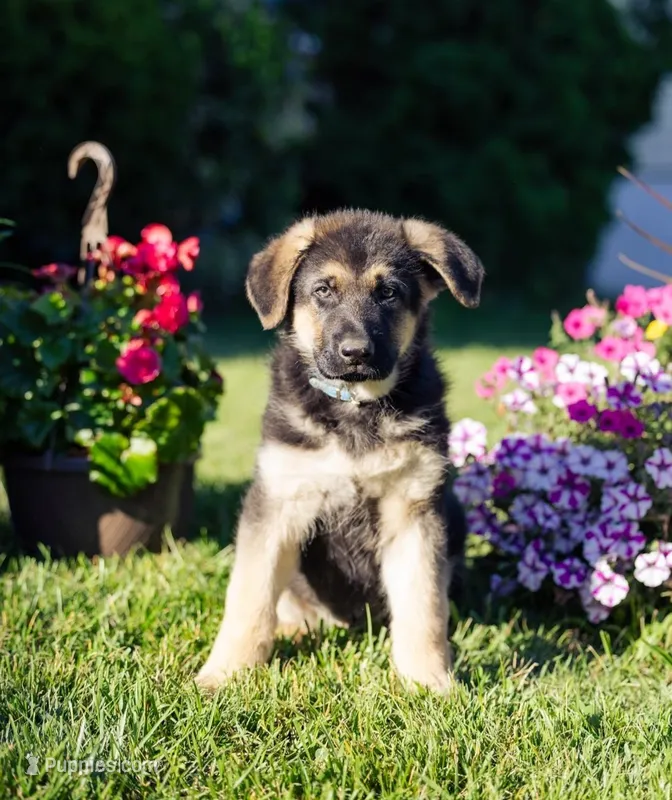 Sarge – German Shepherd Dog puppy for sale in Glen Burnie, MD