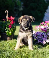 Sarge, a male German Shepherd Dog for sale in Glen Burnie, MD – 1 of 8