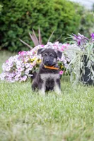 Amber, a female German Shepherd Dog for sale in Glen Burnie, MD – 3 of 9