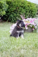 Apollo, a male German Shepherd Dog for sale in Glen Burnie, MD – 7 of 10