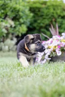 Conan, a male German Shepherd Dog for sale in Glen Burnie, MD – 5 of 7