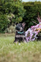 Roxy, a male German Shepherd Dog for sale in Glen Burnie, MD – 6 of 8