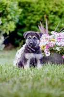 Ranger, a male German Shepherd Dog for sale in Glen Burnie, MD – 2 of 5
