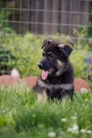 Apollo, a male German Shepherd Dog for sale in Glen Burnie, MD – 3 of 10