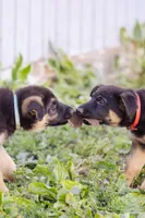 Sarge, a male German Shepherd Dog for sale in Glen Burnie, MD – 4 of 8