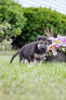 Duke, a male German Shepherd Dog for sale in Glen Burnie, MD – 7 of 7