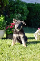 Apollo, a male German Shepherd Dog for sale in Glen Burnie, MD – 2 of 10