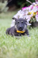 Sable, a male German Shepherd Dog for sale in Glen Burnie, MD – 8 of 8