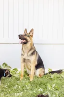 Zeus, a male German Shepherd Dog for sale in Glen Burnie, MD – 7 of 7