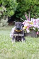 Sable, a male German Shepherd Dog for sale in Glen Burnie, MD – 3 of 8