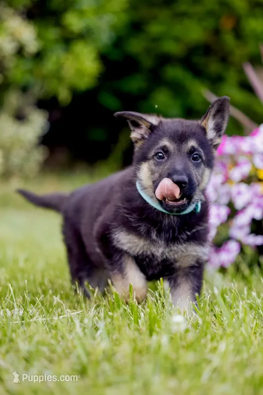 Roxy – German Shepherd Dog puppy for sale in Glen Burnie, MD