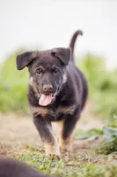 Zeus, a male German Shepherd Dog for sale in Glen Burnie, MD – 2 of 7