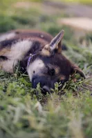 Ranger, a male German Shepherd Dog for sale in Glen Burnie, MD – 3 of 5