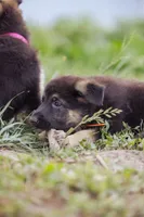 Amber, a female German Shepherd Dog for sale in Glen Burnie, MD – 5 of 9