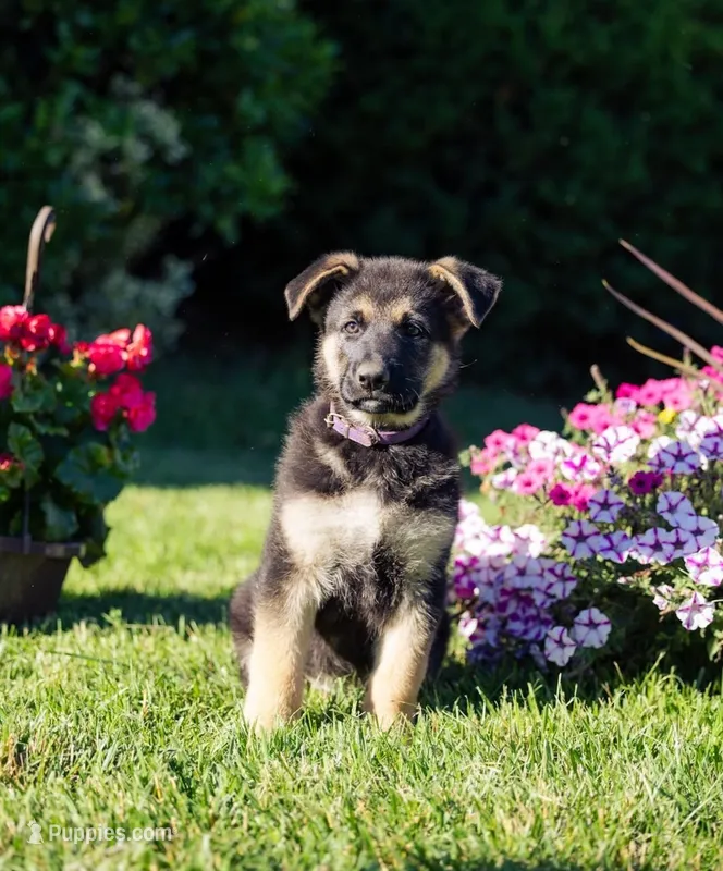 Ranger – German Shepherd Dog puppy for sale in Glen Burnie, MD