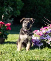 Ranger, a male German Shepherd Dog for sale in Glen Burnie, MD – 1 of 5