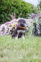Amber, a female German Shepherd Dog for sale in Glen Burnie, MD – 7 of 9