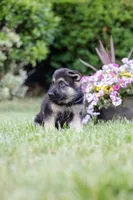 Conan, a male German Shepherd Dog for sale in Glen Burnie, MD – 7 of 7