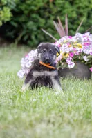 Amber, a female German Shepherd Dog for sale in Glen Burnie, MD – 9 of 9