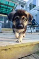 Sarge, a male German Shepherd Dog for sale in Glen Burnie, MD – 5 of 8