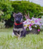 Mario, a male German Shepherd Dog for sale in Glen Burnie, MD – 1 of 6