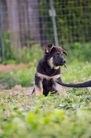 Apollo, a male German Shepherd Dog for sale in Glen Burnie, MD – 4 of 10