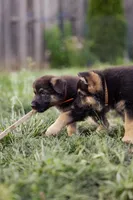 Apollo, a male German Shepherd Dog for sale in Glen Burnie, MD – 6 of 10
