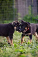 Mario, a male German Shepherd Dog for sale in Glen Burnie, MD – 4 of 6