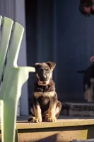 Sable, a male German Shepherd Dog for sale in Glen Burnie, MD – 4 of 8