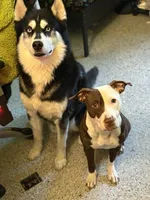 Cuzzo, a male Siberian Husky and American Pit Bull Terrier for sale in Brooklyn, NY – 2 of 2