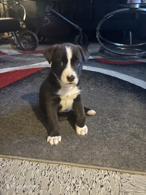 Cuzzo – Siberian Husky, American Pit Bull Terrier puppy for sale in Brooklyn, NY