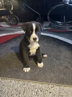 Cuzzo, a male Siberian Husky and American Pit Bull Terrier for sale in Brooklyn, NY – 1 of 2