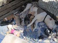   Angel, a female American Staffordshire Terrier for sale in Webster, MA – 5 of 10