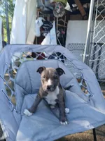   Angel, a female American Staffordshire Terrier for sale in Webster, MA – 2 of 10