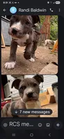   Angel, a female American Staffordshire Terrier for sale in Webster, MA – 4 of 10